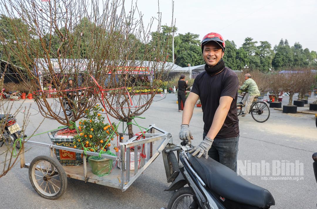 Những người làm dịch vụ vận chuyển tất bật chở đào, quất cho khách hàng trong những ngày cận Tết.