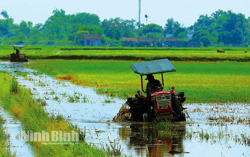 Người dân xã Yên Nhân (Yên Mô) làm đất vụ Đông xuân. Ảnh: Anh Tuấn