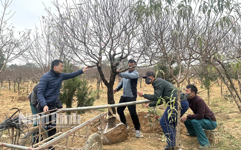 Khách hàng lựa chọn mua đào tại nhà vườn Điệp Nhân.