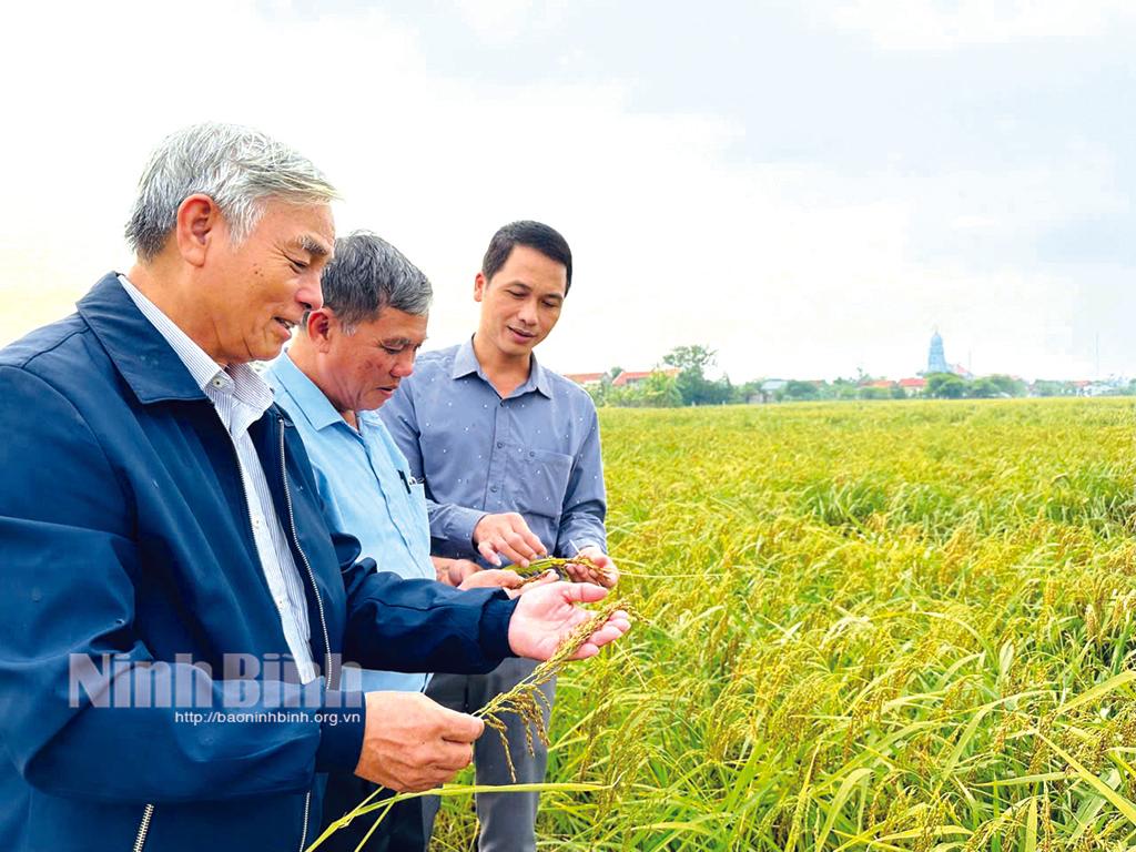 Sản xuất lúa nếp cau theo hướng hữu cơ ở xã Thượng Kiệm (Kim Sơn).
