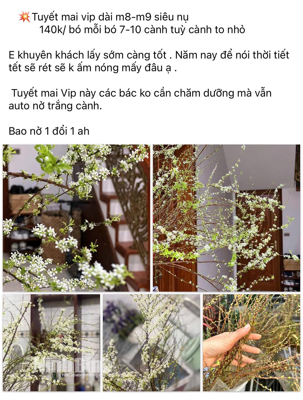 Trên các trang mạng xã hội, hoa trang trí ngày Tết được bán rất đa dạng, phong phú.