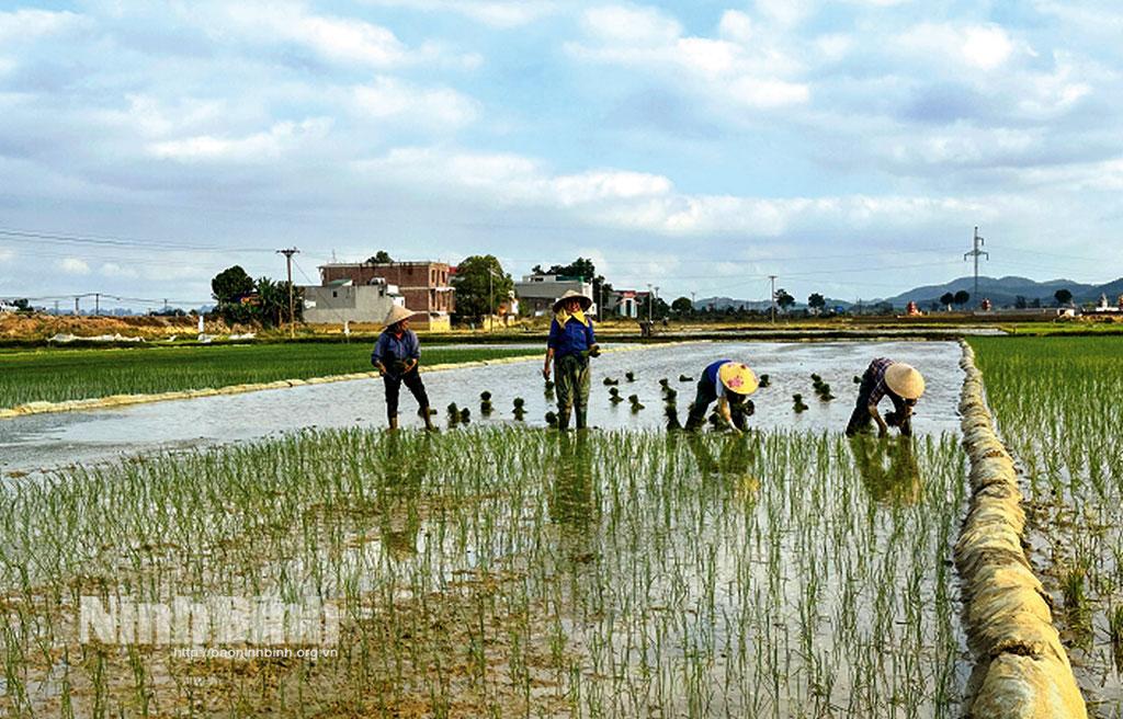 Nông dân xã Văn Phú, huyện Nho Quan xuống đồng cấy lúa Đông xuân.