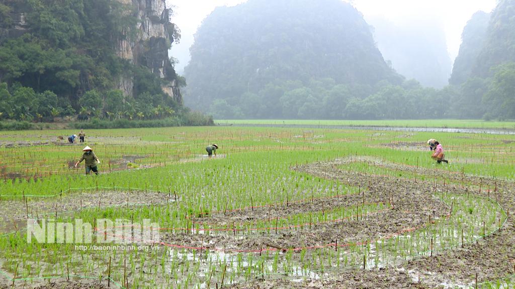 Nông dân HTX Văn Lâm đang vào vụ chăm sóc lúa tại cánh đồng Tam Cốc.