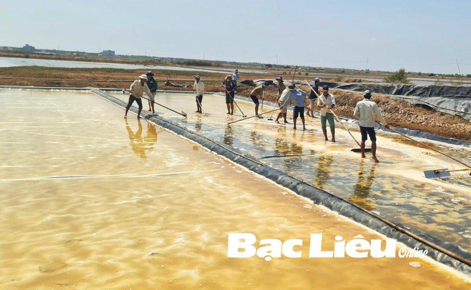 Diêm dân xã Điền Hải (huyện Đông Hải) thu hoạch muối trải bạt. Ảnh: M.Đ