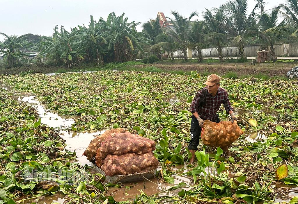 Nông dân xã Khánh Thủy thu hoạch cây trạch tả.
