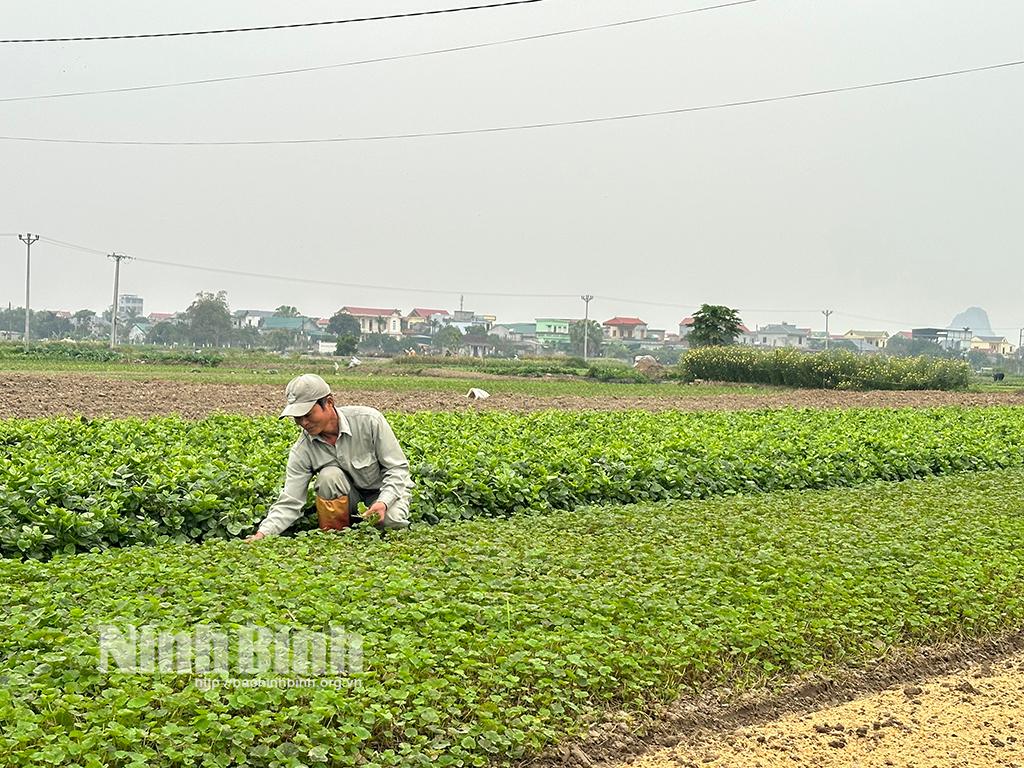 Nông dân xã Yên Thắng (Yên Mô) chăm sóc cây rau má.