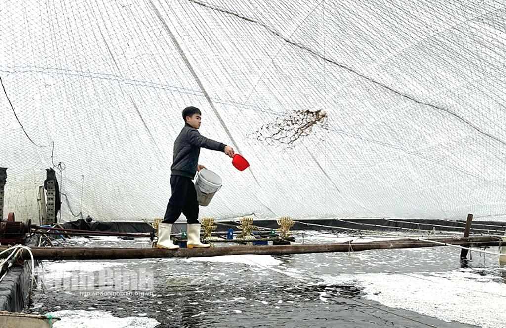 Gia đình ông Nguyễn Văn Nhã (xóm 4, xã Kim Đông) đưa tôm thẻ về ương nuôi trong ao có mái che, sẵn sàng thả bung khi thời tiết ấm lên.
