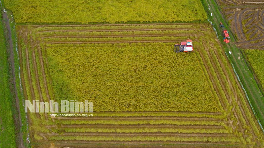 Sản xuất nông nghiệp ở huyện Nho Quan. (Ảnh minh hoạ)