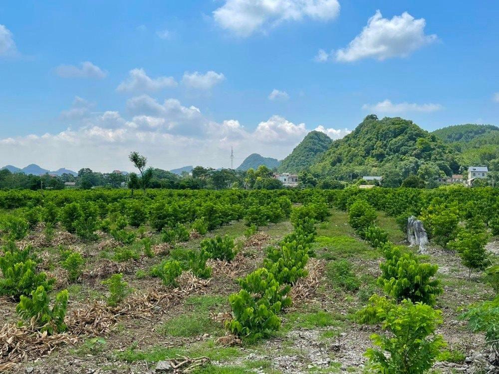 Ảnh minh họa. Nguồn: Báo TN&MT