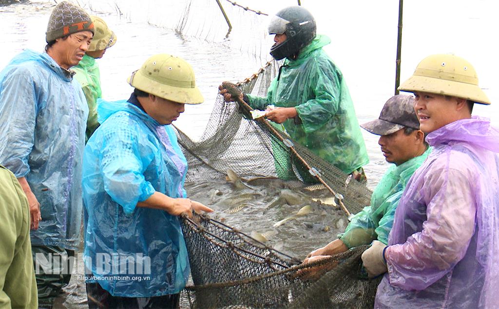 Người dân xã Gia Tân, huyện Gia Viễn thu hoạch cá.