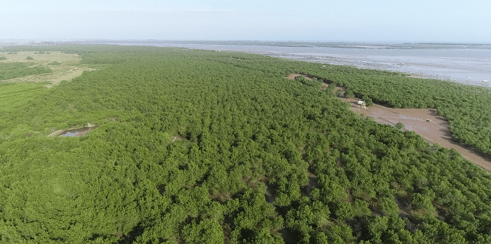 Rừng ngập mặn ven biển KIm Sơn. Ảnh: TMO