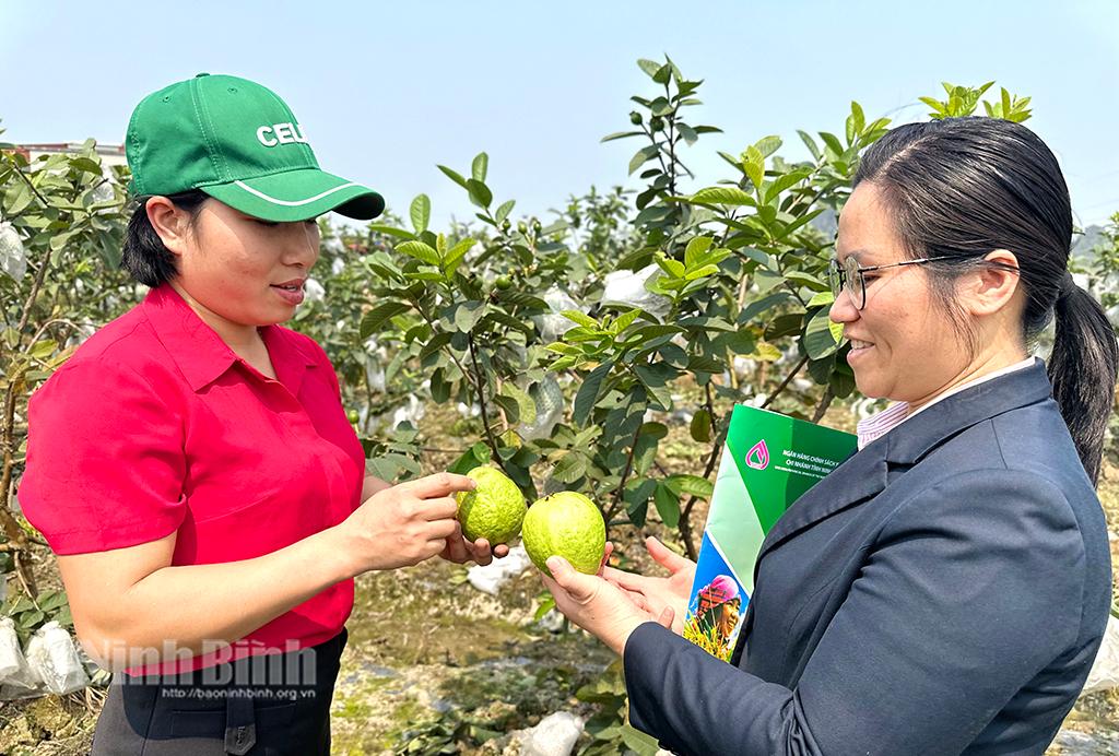 Chị Phạm Thị Phượng, cán bộ Chi nhánh Ngân hàng CSXH huyện Yên Mô thăm mô hình phát triển kinh tế từ nguồn vốn vay giải quyết việc làm của chị Mai Thị Dung, xóm 4, xã Khánh Thượng.