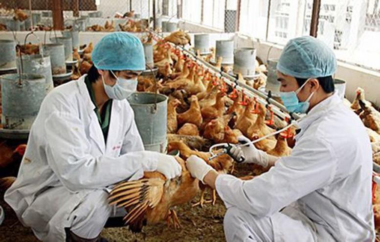 3 tháng đầu năm 2025 đã phát hiện 06 ổ dịch Cúm gia cầm A/H5N1 tại 04 tỉnh, thành phố. Ảnh: VGP