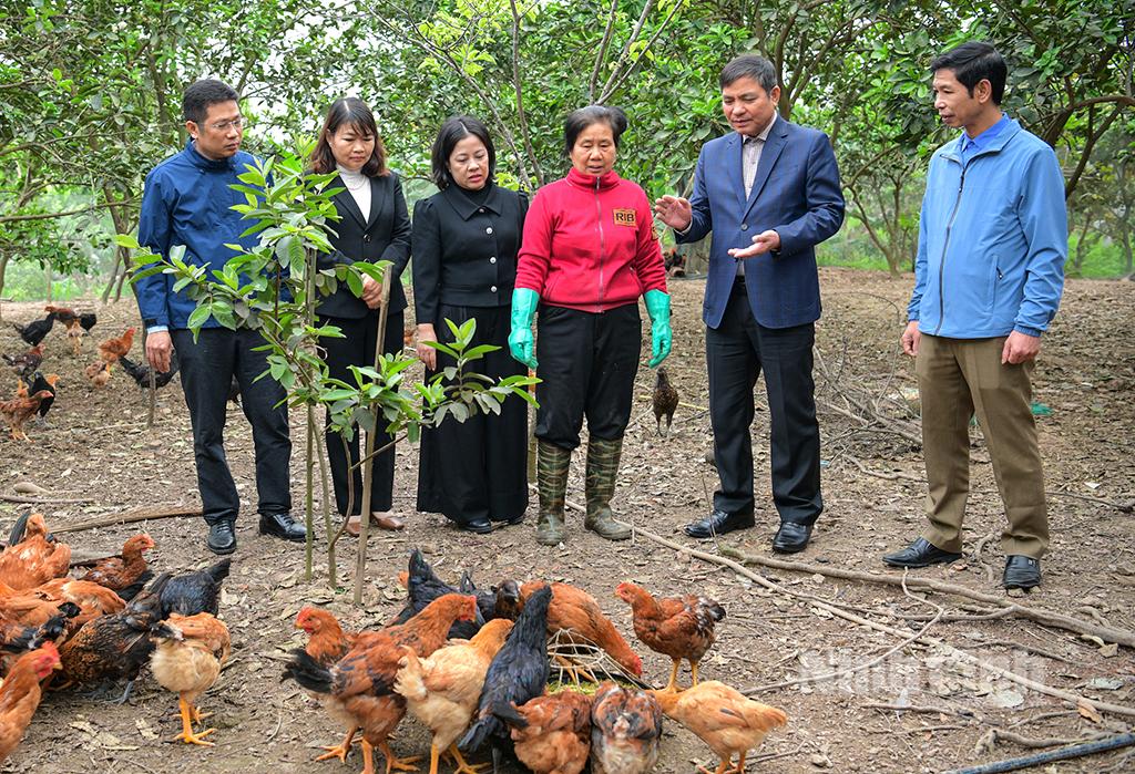 Lãnh đạo Hội Nông dân tỉnh thăm mô hình kinh tế được vay vốn. Ảnh: Trường Giang.