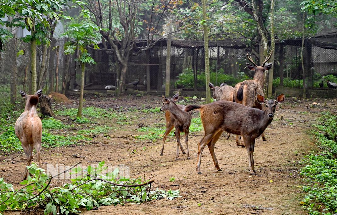 Các cá thể nai được đưa về Trung tâm Cứu hộ, bảo tồn và Phát triển sinh vật (Vườn quốc gia Cúc Phương) an toàn, khỏe mạnh. Ảnh: Phú Cường