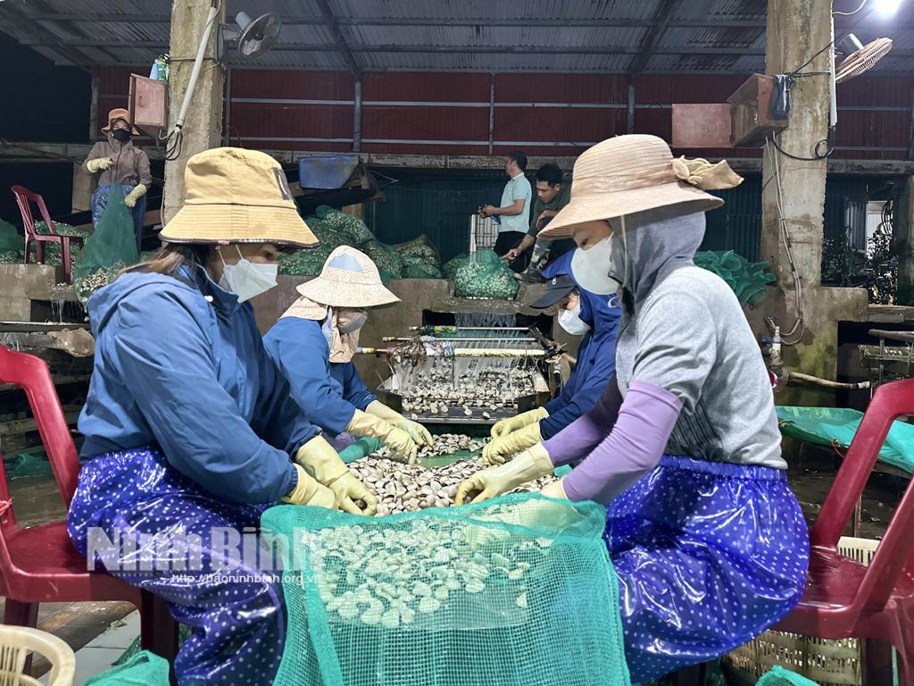 Nông dân Kim Sơn phân loại ngao trước khi đưa đi tiêu thụ.