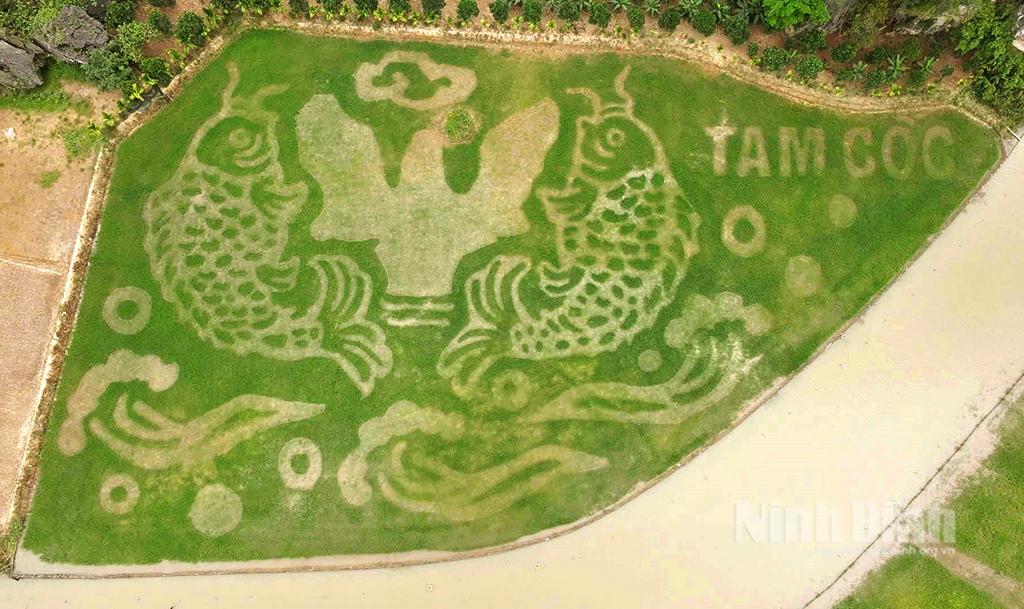 Tạo hình bức tranh "Cá vượt vũ môn" trên cánh đồng lúa Tam Cốc, thành phố Hoa Lư.