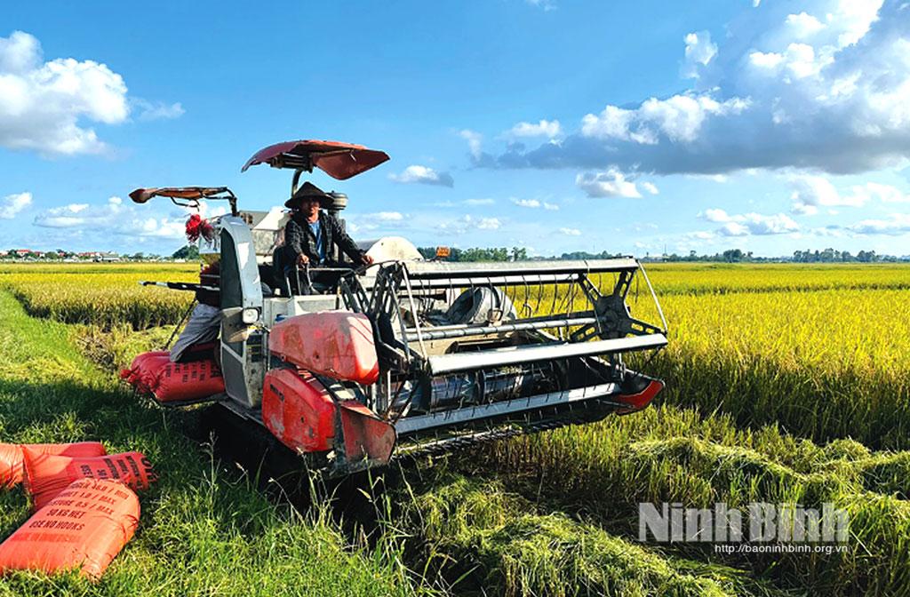 Đưa cơ giới hóa vào thu hoạch lúa trên cánh đồng mẫu lớn tại xã Đồng Hướng (Kim Sơn).