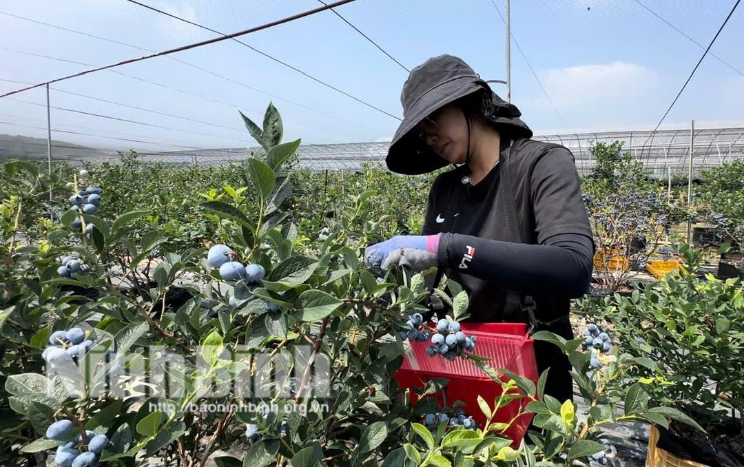 Lao động ngành Nông nghiệp tại Thành phố Asan, tỉnh Chungcheonam, Hàn Quốc. Ảnh: Nguyễn Lựu