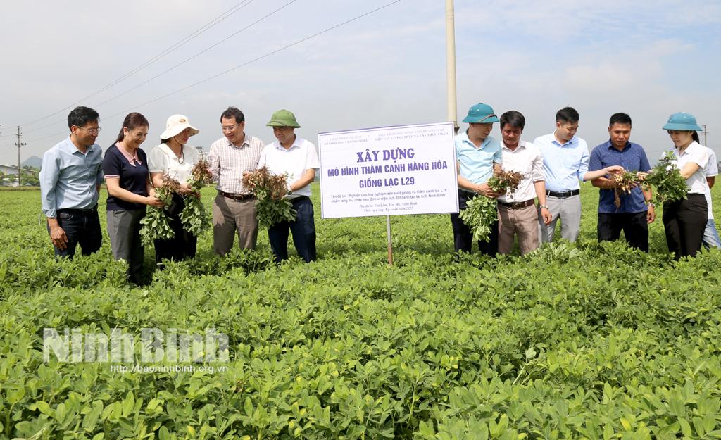 Các đại biểu tham quan cánh đồng lạc của HTX Bắc Yên, Yên Lâm (Yên Mô).