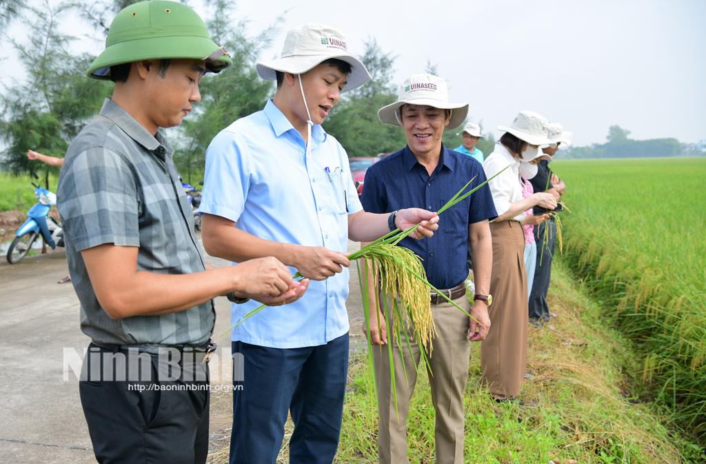 Lãnh đạo Sở Nông nghiệp và Môi trường cùng các đơn vị đánh giá kết quả mô hình trình diễn giống lúa Ngọc Nương 9 tại xã Kim Định, Kim Sơn.