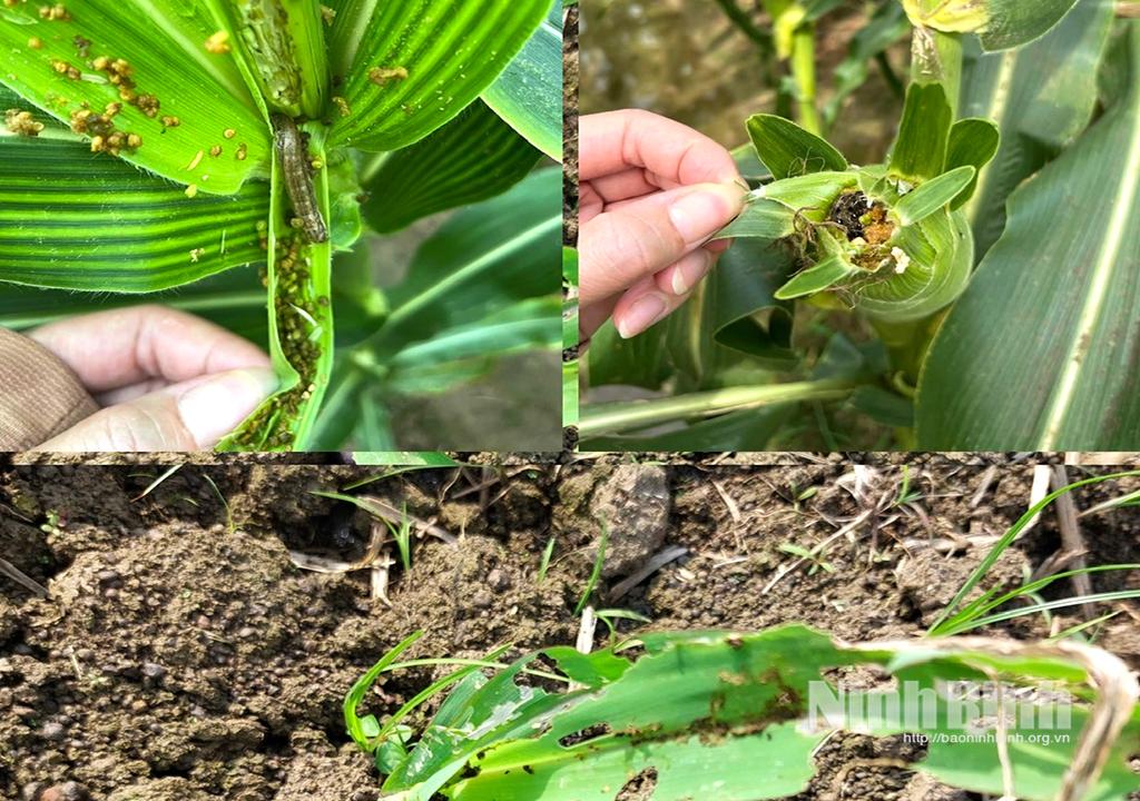 Sâu keo mùa thu gây hại trên cây ngô.