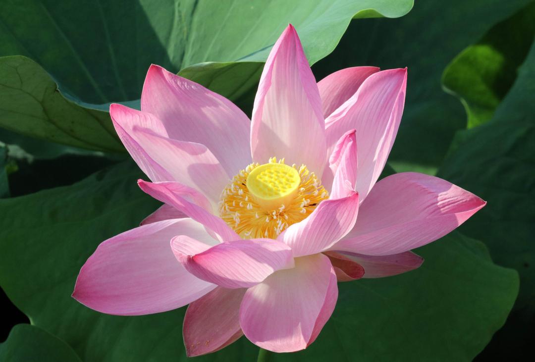 Mùa sen ở Ninh Bình đang ở thời điểm đẹp nhất. Ảnh: Thuỳ Dung/TTXVN