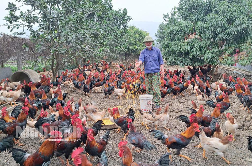 Ông Trịnh Đình Chính, ở thôn Mai Trung, xã Gia Vân chăm sóc, bảo vệ đàn gà trong mùa nắng nóng.