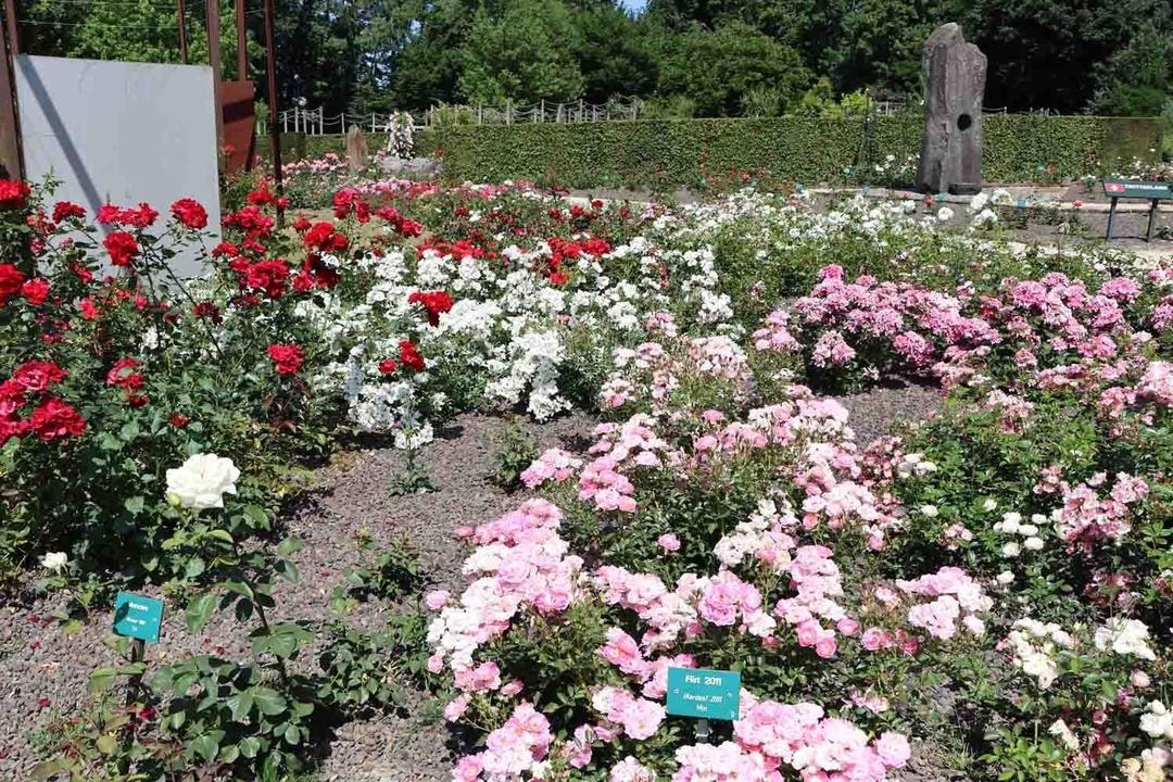 Vườn hồng cổ tại Coloma, Bỉ.