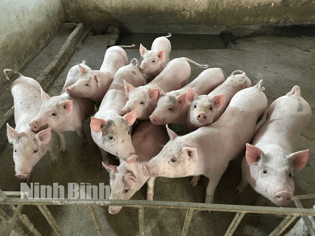 Các hộ chăn nuôi nhỏ lẻ tiềm ẩn nhiều nguy cơ lây lan dịch bệnh.