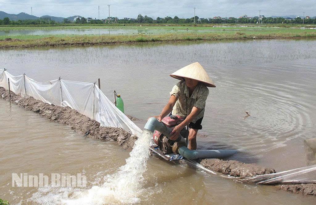 Nông dân thôn Ứng Liêm, xã viên HTXDVNN Thanh Hà sử dụng máy bơm dầu tiêu úng cho lúa mùa mới cấy sau bão số 3.