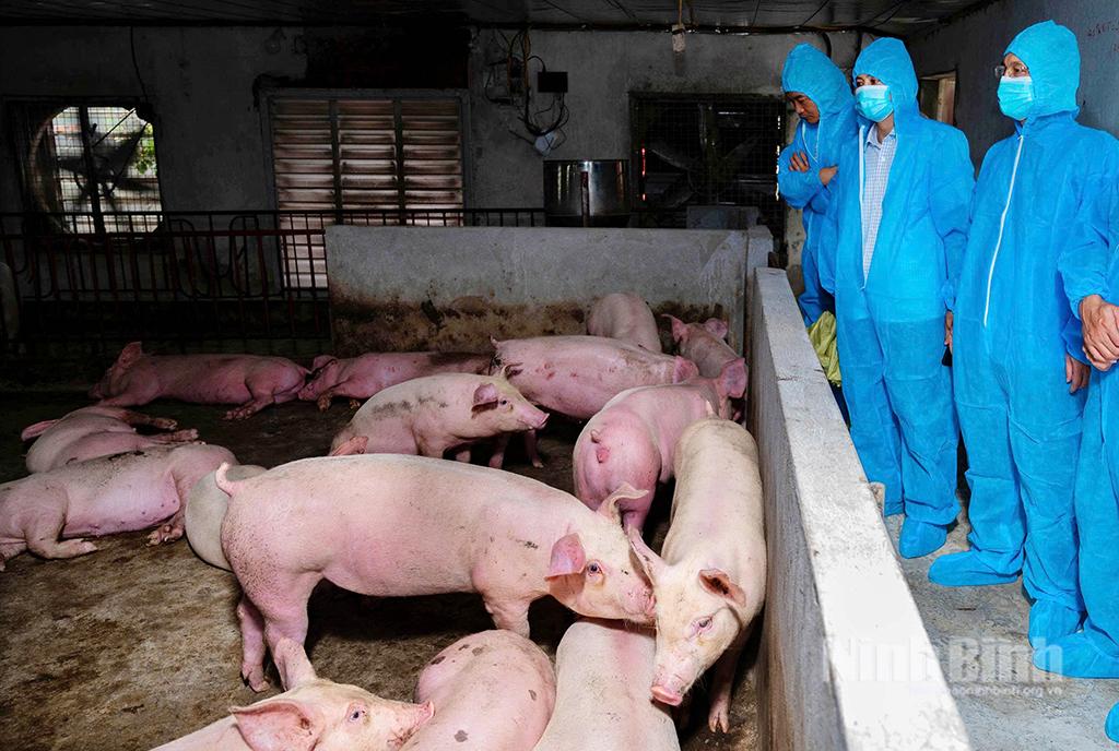 Trang trại chăn nuôi lợn tại xã Hải An. (Ảnh: Ngọc Linh)