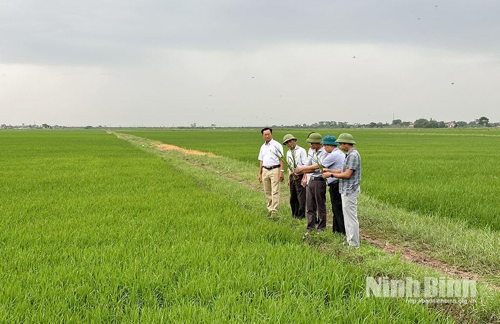 Lãnh đạo xã Yên Từ cùng ngành chuyên môn, kiểm tra đôn đốc công tác phòng trừ sâu bệnh.