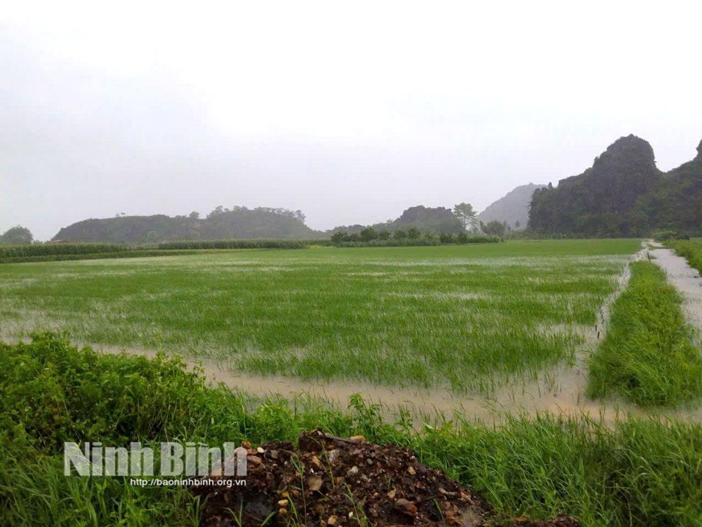 Nhiều diện tích lúa Mùa tại xã Đồng Thái đã bị ngập.