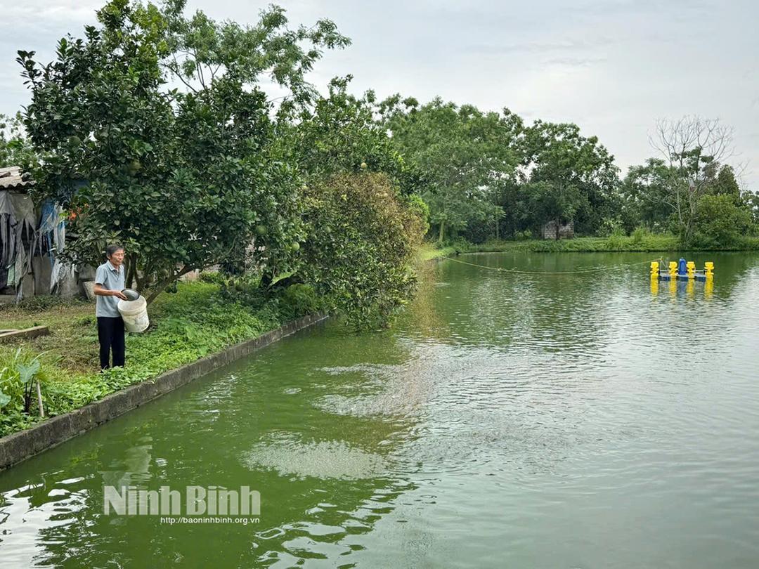 Mô hình nuôi thả cá giống của CCB Nguyễn Văn Hậu, thôn 1 Bối Cầu, xã Bình An đem lại thu nhập cao.