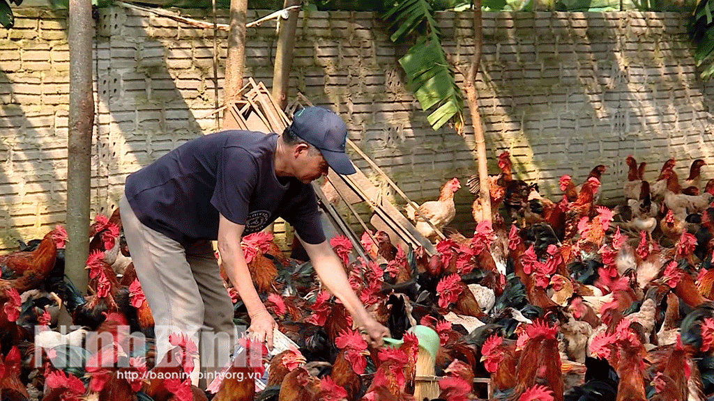 Mô hình chăn nuôi gà của nông dân xã Phú Sơn cho hiệu quả kinh tế cao.