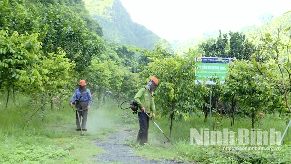 Trà hoa vàng Cúc Phương được cấp mã số vùng trồng tại Công ty TNHH Dược liệu Vũ Gia.