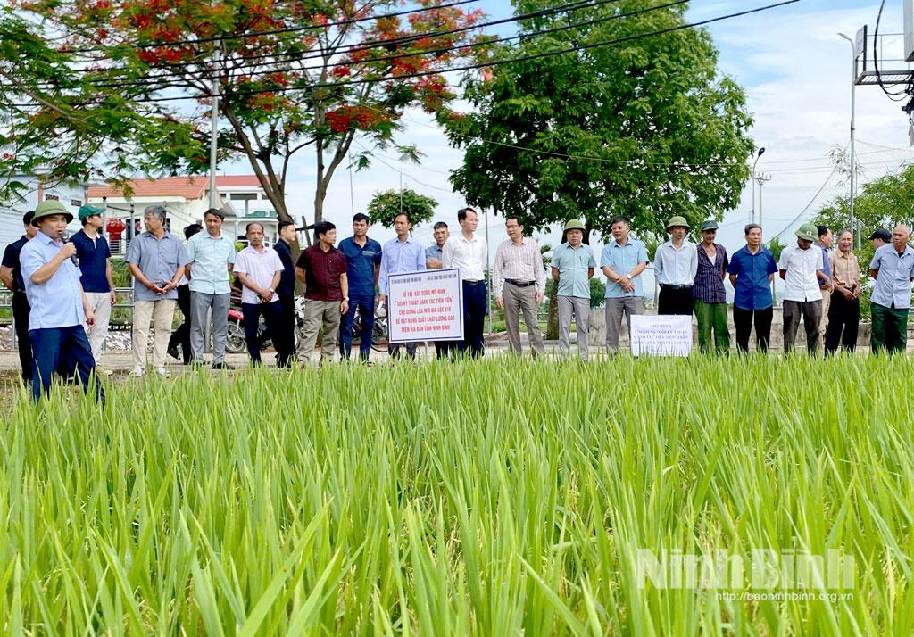 Các đại biểu tham quan “Mô hình gói kỹ thuật canh tác tiên tiến cho giống lúa mới Gia Lộc 516" tại xứ đồng La Con, phường Yên Thắng.