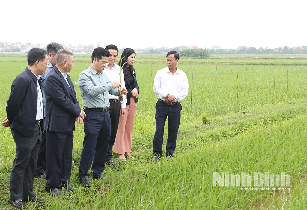 Đồng chí Phó Chủ tịch UBND tỉnh Trần Anh Dũng kiểm tra, đánh giá quá trình sinh trưởng phát triển của lúa xuân tại xã Khánh Trung.