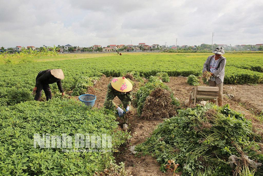 Thêm một vụ lạc xuân thắng lợi đã tiếp tục khẳng định vị thế của cây lạc trong cơ cấu cây trồng tại các vùng đồng màu của tỉnh.