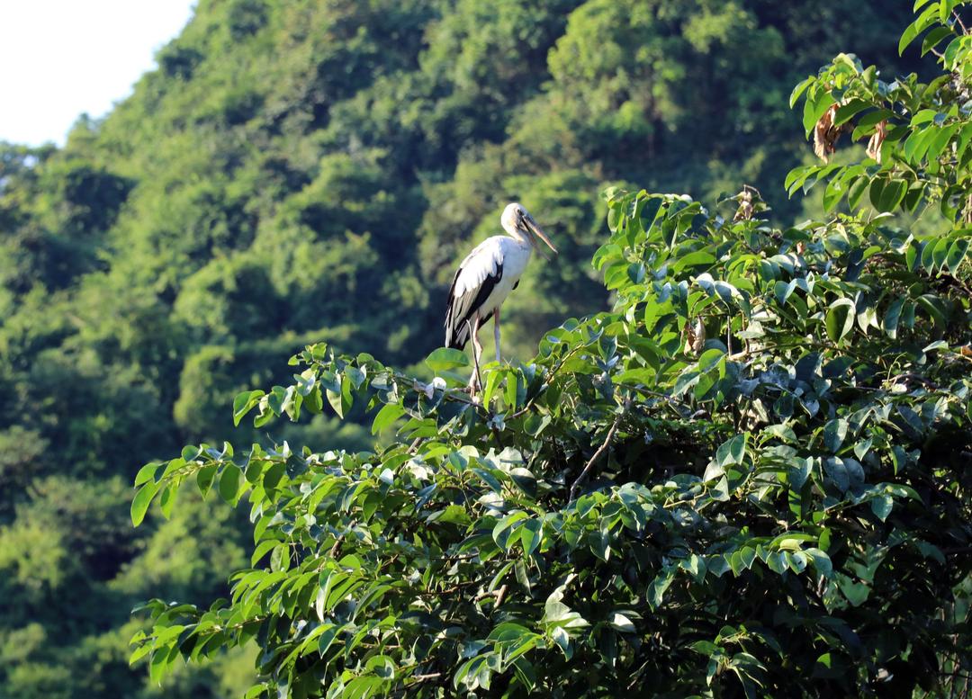 Công tác quản lý và bảo tồn Vườn chim Thung Nham được thực hiện nghiêm ngặt, cấm tuyệt đối mọi hành vi săn, bắt, xâm hại các cá thể chim cũng như tàn phá môi trường sống của chúng. Ảnh: Thùy Dung/TTXVN