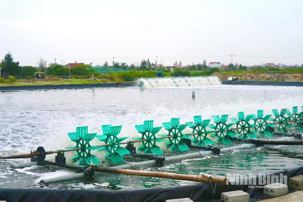 Mô hình nuôi tôm công nghiệp tại xã Hải Xuân, tỉnh Ninh Bình cho hiệu quả thu nhập cao.