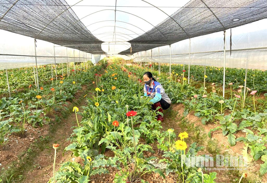 Sản xuất hoa ứng dụng công nghệ cao tại phường Vị Khê.