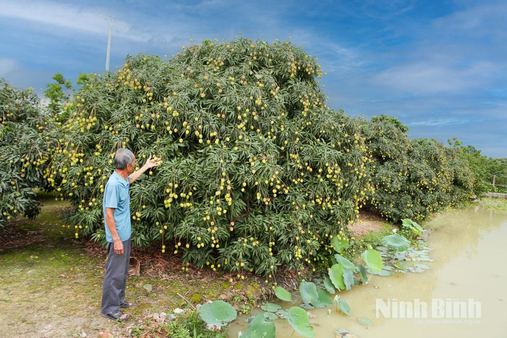 Vườn vải lai u trứng của bác Nguyễn Văn Ba, Tổ dân phố Cát Thường cho hiệu quả kinh tế cao.