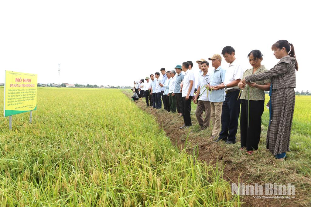Các đại biểu tham quan mô hình sản xuất lúa theo hướng hữu cơ tại Hợp tác xã Yên Hòa, xã Yên Mô