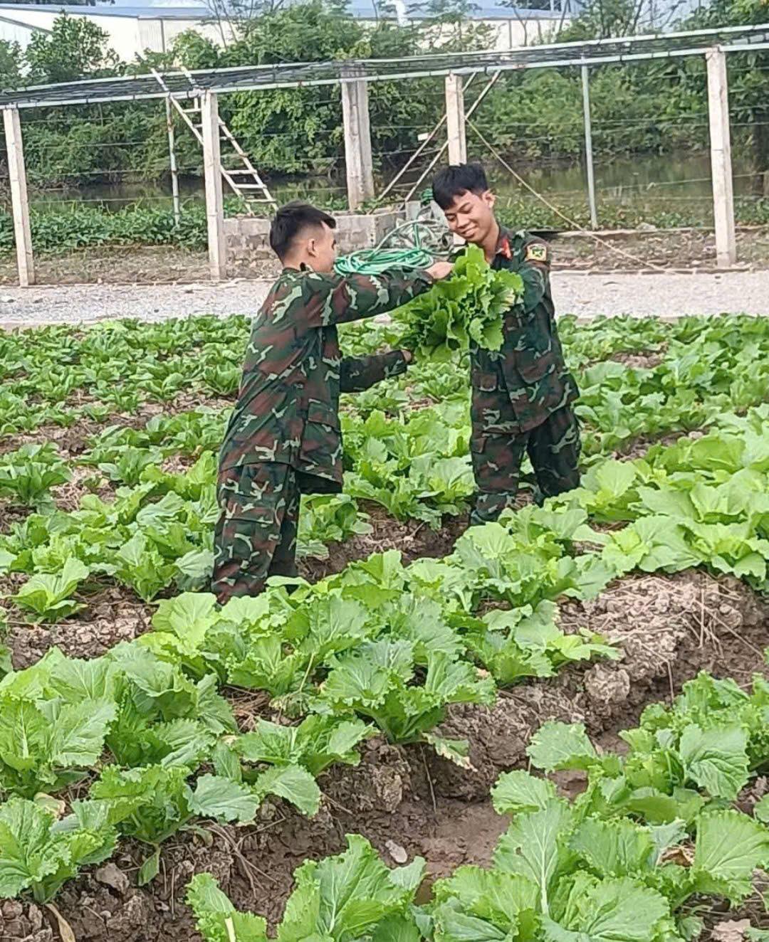 Chiến sĩ trong đơn vị phấn khởi thu hoạch thành quả do chính tay mình trồng và chăm sóc.