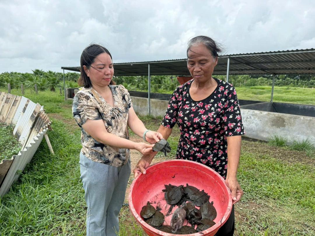 Những mẻ Ba ba gai giống đầu tiên được sản xuất thành công tại Công ty TNHH Sản xuất và Xây dựng Thành Châu.