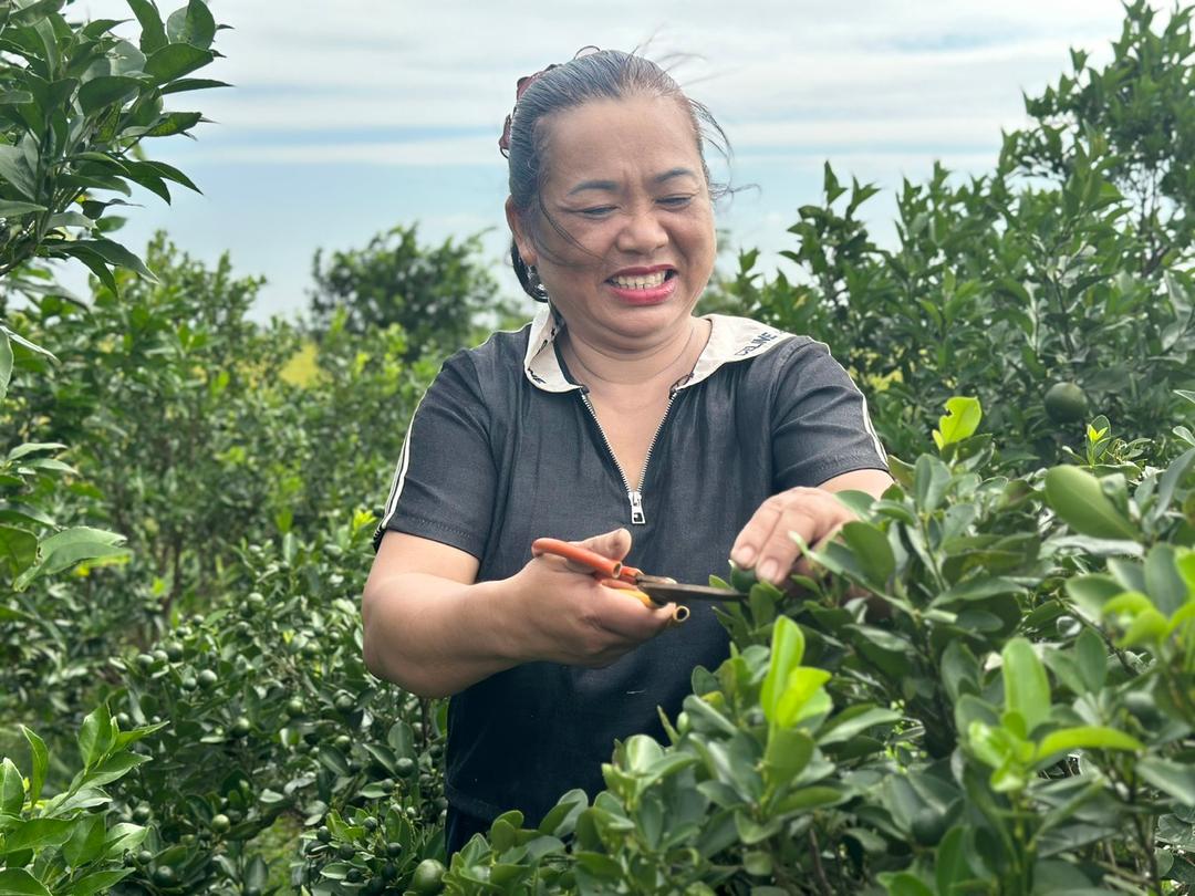 Bà Phạm Thị Liên, xóm 15, xã Quang Thiện phấn khởi với mô hình trồng quất bán quả cho thu nhập hàng chục triệu đồng mỗi tháng.