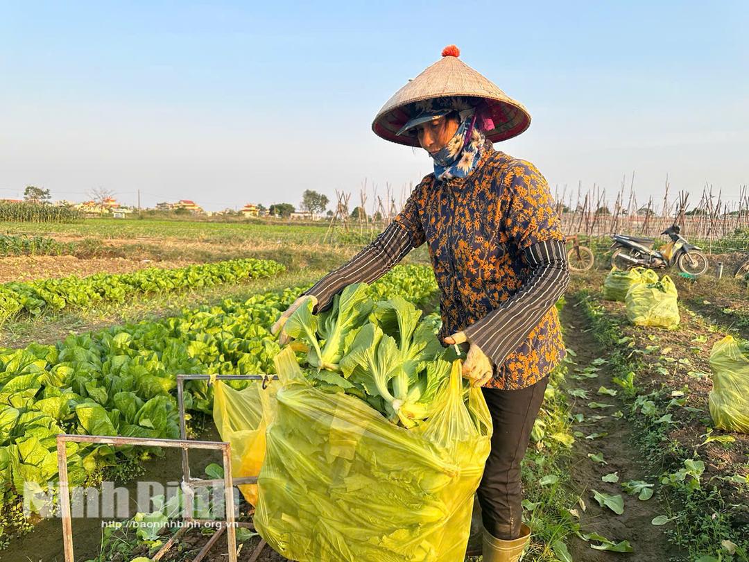 Bà Bùi Thị Nụ (thôn Đông Mai, xã Yên Khánh) thu hoạch vụ đông sớm