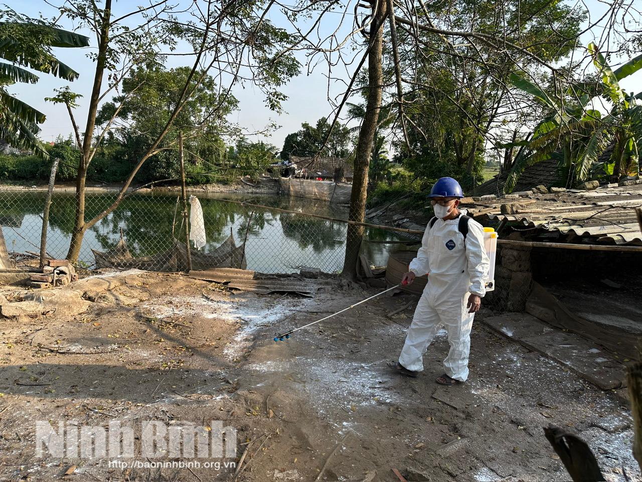 Ông Nguyễn Duy Biểu (xóm Tân 1, xã Khánh Thiện) thực hiện phun thuốc khử trùng tiêu độc khu vực chuồng trại sau khi đàn vịt bị nhiễm cúm A/H5N1.